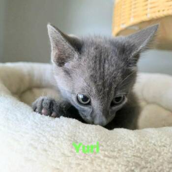 Yuri -  Russian Blue and Domestic Short Hair Cat for Adoption in New Braunfels, Texas - Yuri | PetCurious
