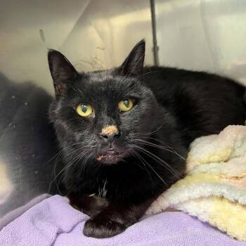 Domestic Short Hair Cats Available for Adoption in Lyndhurst, Virginia - Leo | PetCurious
