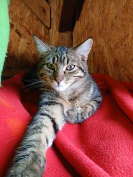 Rescue Domestic Short Hair Cats for Adoption in Saint Marys, Ohio - Mattie | PetCurious