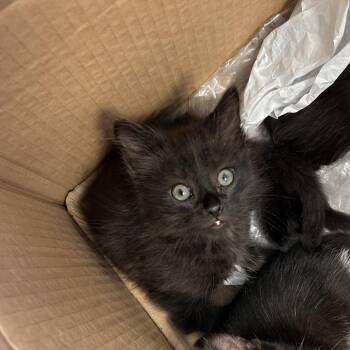 Domestic Short Hair Cats Available for Adoption - Humza | PetCurious