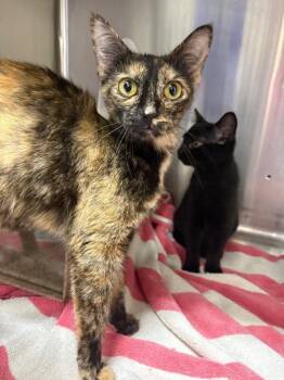 Turkey -  Domestic Short Hair Cat for Adoption in Burgaw, North Carolina - Turkey | PetCurious