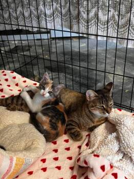 Mama Maple -  Domestic Short Hair and Tabby Cat for Adoption in Virginia Beach, Virginia - Mama Maple | PetCurious