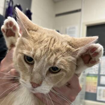 Domestic Short Hair Cats Available for Adoption - Rajah | PetCurious