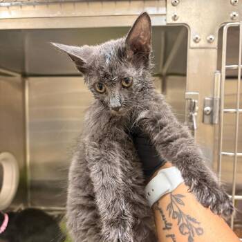 Raiders -  Domestic Short Hair Cat for Adoption in Winston-salem, North Carolina - Raiders | PetCurious
