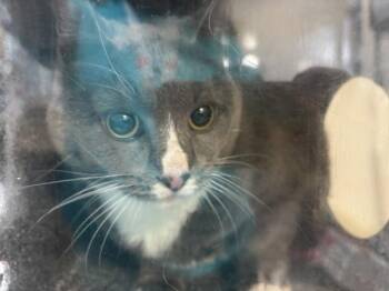 Tita -  Domestic Short Hair Cat for Adoption in New York, New York - Tita | PetCurious