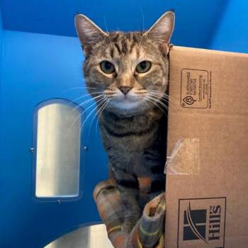 MIA -  Domestic Short Hair Cat for Adoption in Boston, Massachusetts - MIA | PetCurious