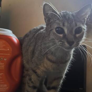 Phaedra -  Domestic Short Hair Cat for Adoption in Philadelphia, Pennsylvania - Phaedra | PetCurious
