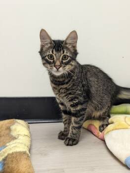 Rescue Domestic Medium Hair Cats for Adoption in Fort Collins, Colorado - Christian | PetCurious