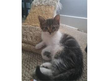 MARTHA -  Domestic Short Hair Cat for Adoption in Fort Wayne, Indiana - MARTHA | PetCurious