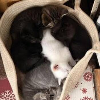 Domestic Short Hair Cats Available for Adoption in Quakertown, Pennsylvania - Casper | PetCurious