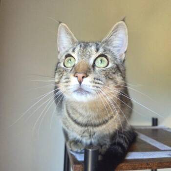 Bodie -  Domestic Short Hair Cat for Adoption in Canal Winchester, Ohio - Bodie | PetCurious