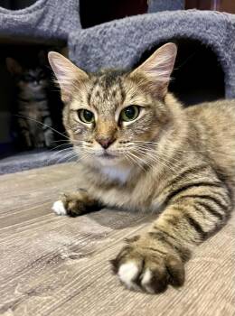 Lark -  Domestic Medium Hair Cat for Adoption in Saint Charles, Missouri - Lark | PetCurious