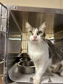 Rescue Tabby Cats for Adoption in Nacogdoches, Texas - Patricia | PetCurious