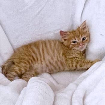 Rain Dance 14 -  Domestic Short Hair Cat for Adoption in Austin, Texas - Rain Dance 14 | PetCurious