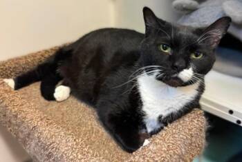Raven -  Domestic Short Hair Cat for Adoption in Cary, North Carolina - Raven | PetCurious
