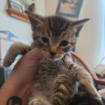 American Shorthair Cats Available for Adoption - Smokey | PetCurious