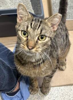 SNOOP -  Domestic Short Hair Cat for Adoption in Dedham, Massachusetts - SNOOP | PetCurious