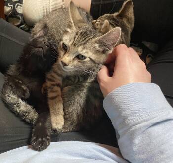 Rescue Domestic Short Hair Cats for Adoption in Minneapolis, Minnesota - Harry | PetCurious
