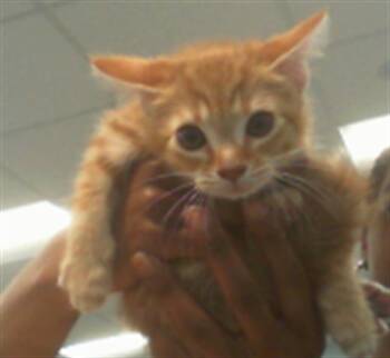 HOBBES -  Domestic Short Hair Cat Available for Adoption in Charlotte, North Carolina - HOBBES | PetCurious