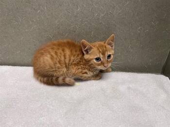 Domestic Short Hair Cats Available for Adoption in Moreno Valley, California - A550927 | PetCurious