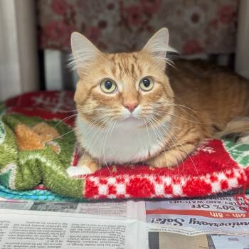 Rescue Domestic Long Hair Cats for Adoption in Hendersonville, North Carolina - Meliodas | PetCurious