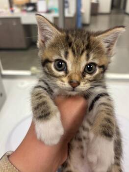 Rosemary -  American Shorthair Cat for Adoption in Greenfield, Indiana - Rosemary | PetCurious