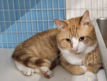Wally -  Domestic Short Hair Cat for Adoption in Claremont, New Hampshire - Wally | PetCurious