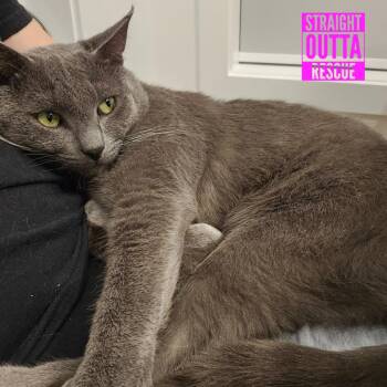 Grayson -  Domestic Short Hair Cat for Adoption in Vancouver, British Columbia - Grayson | PetCurious