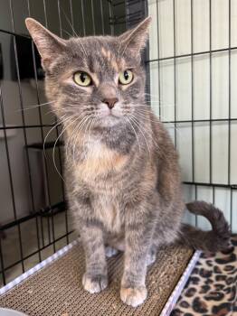 Domestic Short Hair Cats Available for Adoption in Valley Center, Kansas - Stella | PetCurious