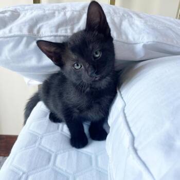 Rescue Domestic Short Hair Cats for Adoption in Long Beach, California - Friend 3 | PetCurious