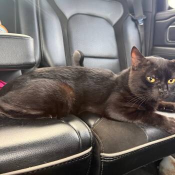 Big Daddy -  Domestic Short Hair Cat for Adoption in Greensboro, North Carolina - Big Daddy | PetCurious