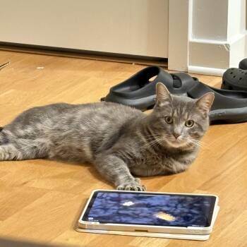 Rescue Domestic Short Hair Cats for Adoption in Florham Park, New Jersey - Fatty | PetCurious