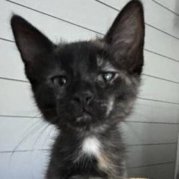 Barracuda -  Domestic Short Hair Cat for Adoption in West Palm Beach, Florida - Barracuda | PetCurious