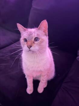 Bambi -  Siamese Cat for Adoption in Burnaby, British Columbia - Bambi | PetCurious