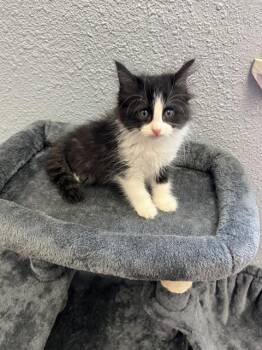 WINDSHEAR -  Domestic Short Hair Cat for Adoption in Killeen, Texas - WINDSHEAR | PetCurious