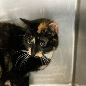 Domestic Short Hair Cats Available for Adoption - Calypso | PetCurious