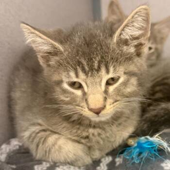 Mouschi -  Domestic Short Hair Cat for Adoption in Evansville, Indiana - Mouschi | PetCurious