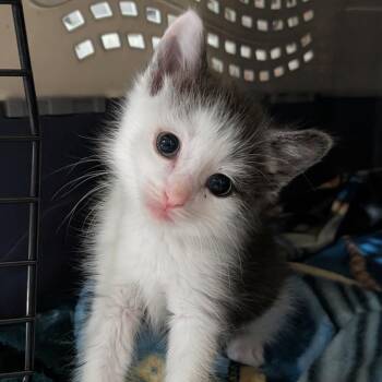 Iggy Loo -  Domestic Short Hair Cat for Adoption in Columbia, Missouri - Iggy Loo | PetCurious