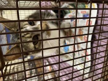 Domestic Short Hair Cats Available for Adoption in Modesto, California - A609507 | PetCurious