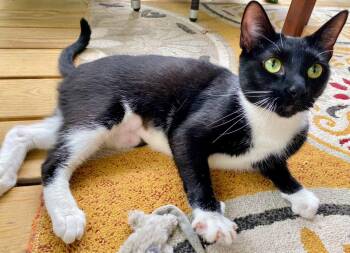 Bunny -  Domestic Short Hair Cat for Adoption in Reston, Virginia - Bunny | PetCurious