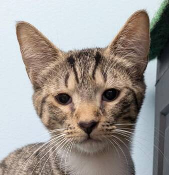 Rescue Domestic Short Hair Cats for Adoption in Smithfield, North Carolina - Ted | PetCurious