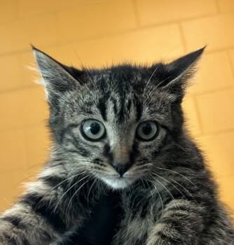 Rescue Domestic Short Hair Cats for Adoption in Golden, Colorado - Levi | PetCurious