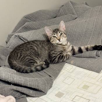 Daisy -  Domestic Short Hair Cat for Adoption in Fredericton, New Brunswick - Daisy | PetCurious