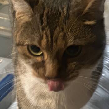 Rescue Domestic Short Hair Cats for Adoption in Greenfield, Indiana - Margaret | PetCurious