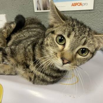 Domestic Short Hair Cats Available for Adoption - Gus | PetCurious