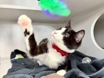 Domestic Short Hair Cats Available for Adoption - Paris | PetCurious