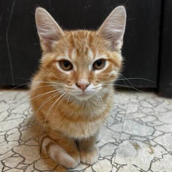 Marcus -  Domestic Short Hair Cat for Adoption in South Elgin, Illinois - Marcus | PetCurious