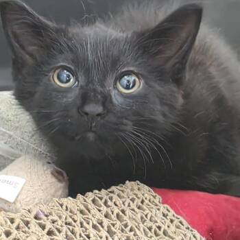 Lizzy Hale -  Domestic Short Hair Cat for Adoption in Fort Wayne, Indiana - Lizzy Hale | PetCurious