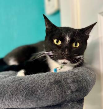 Rescue Domestic Short Hair Cats for Adoption in Scottsburg, Indiana - Sirenity | PetCurious