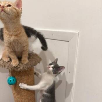 Moon Cake -  Domestic Short Hair Cat for Adoption in Oak Park, Illinois - Moon Cake | PetCurious